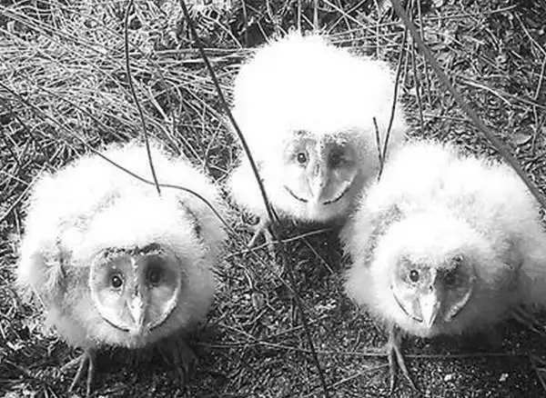 小伙子一开始以为是一些野鸡,就一手抓住这些鸡崽装在准备拿来装野味