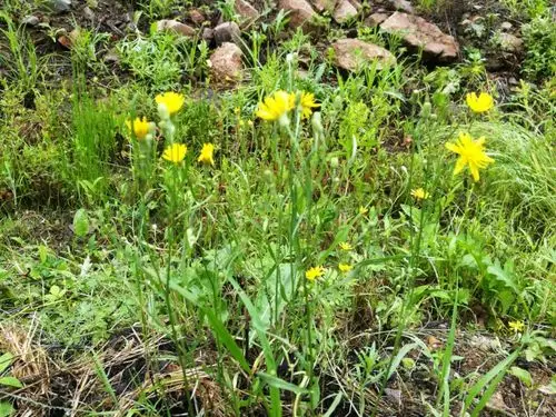 日月峡植物--还阳参