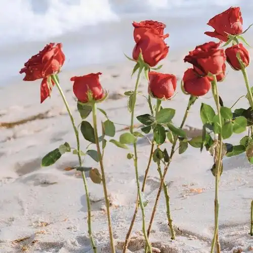 插在海滩上的玫瑰花头像图片