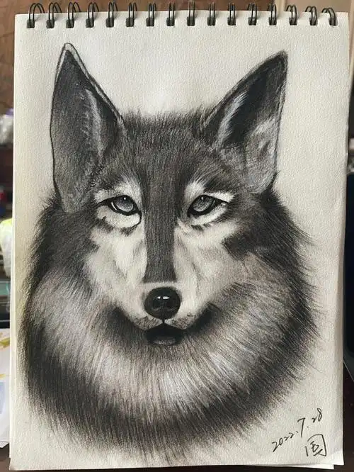 素描狼终于记得照线稿了