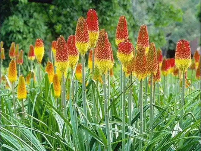 河北火炬花-泰安火炬花-潍坊火炬花