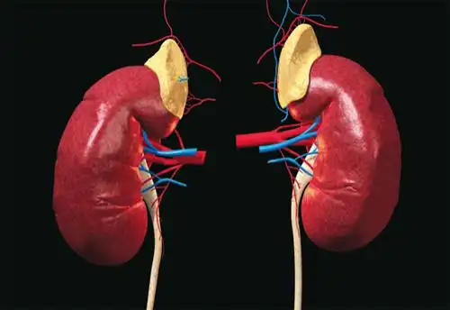 肾上腺位于人两肾的上方