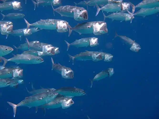 马来西亚仙本娜一种鱼群张着大嘴游动是什么鱼