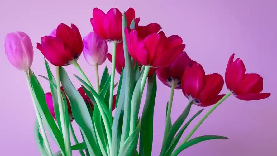 好看的郁金香花束图片112