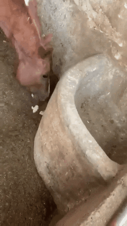 马儿吃小鸡公羊驼会咬掉对手的蛋蛋25个难以置信的动物冷知