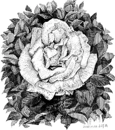 对柔和转折的花瓣试用了点画法.