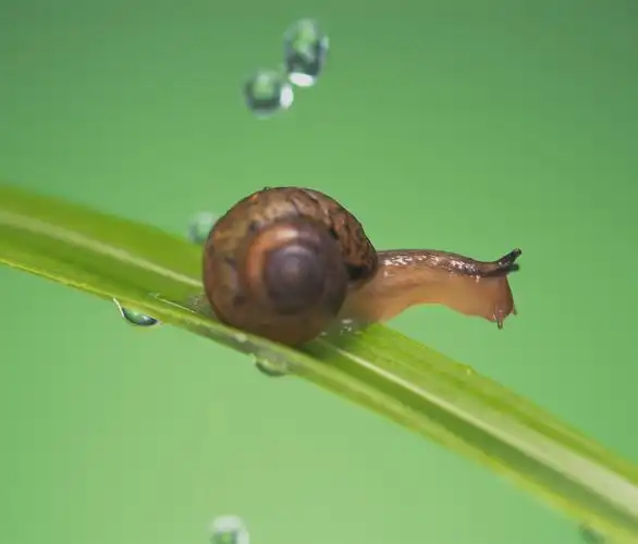 可爱小蜗牛图片可爱蜗牛其他动物