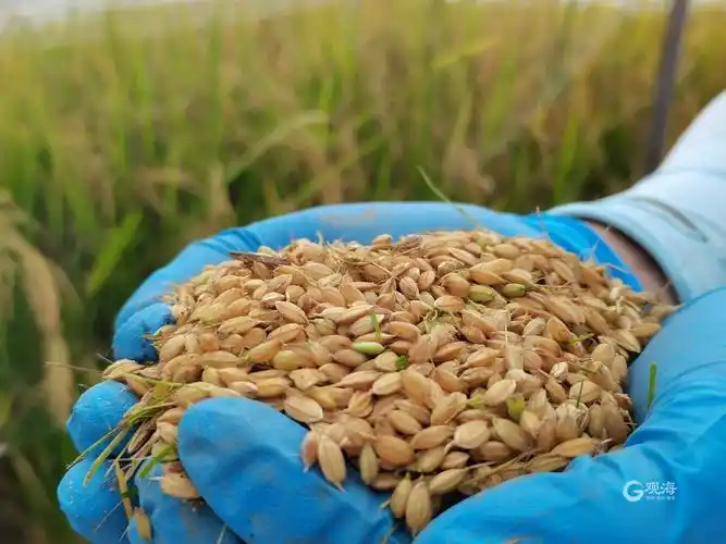 新品种最高亩产6945公斤青岛海水稻测产再创新高