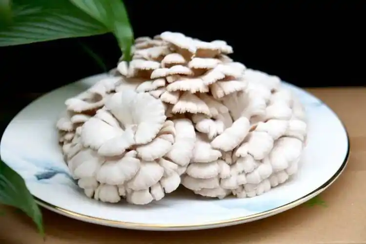 【山海情缘】粤黔协作:科技助力白参菌提升品牌竞争力_毕节_功效_企业