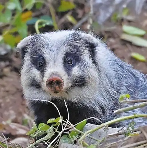猪獾为了适应了人类社会,猪獾的生存装备和生活习性不断改进,目的很