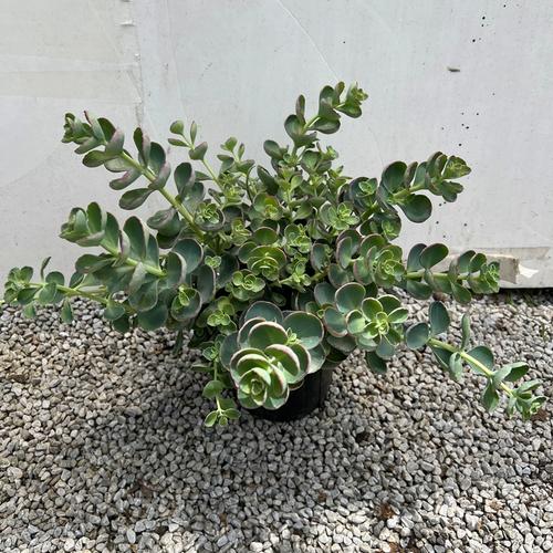 圆叶八宝景天盆栽花苗庭院阳台多年生圆扇景天科花镜地被多肉植物