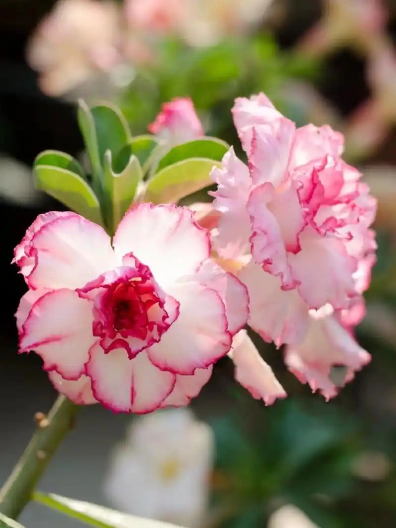 推荐一款爆花的沙漠玫瑰花——初恋 沙漠玫瑰花初恋实在是太能开了