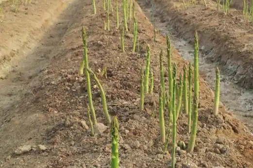 芦笋的种植(芦笋的种植方法及生长环境)