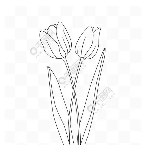简约手绘矢量郁金香花朵黑白色素描线稿元素