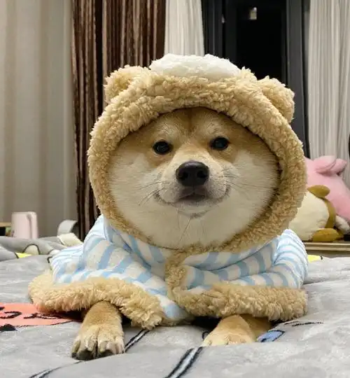 萌宠初冬日记##柴犬头像