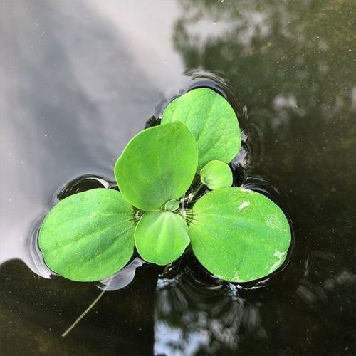 水芙蓉苗水浮莲植物水生植物水养草池塘鱼缸造景真水草活体水浮萍