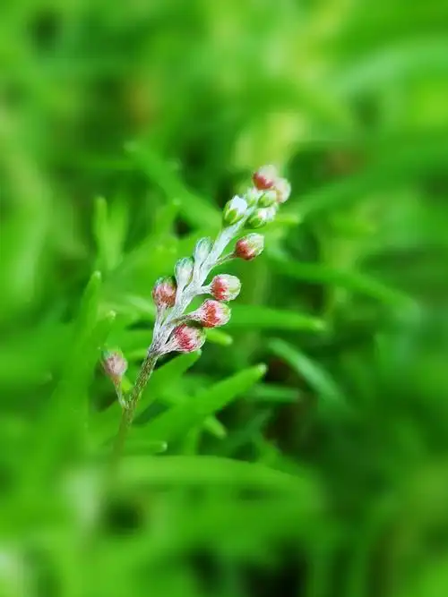 苔花如米小,角落也芬芳