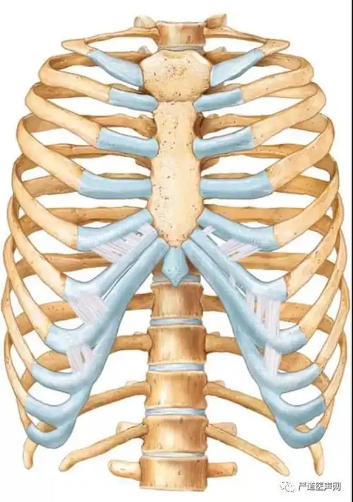 (图6 胸廓的解剖)