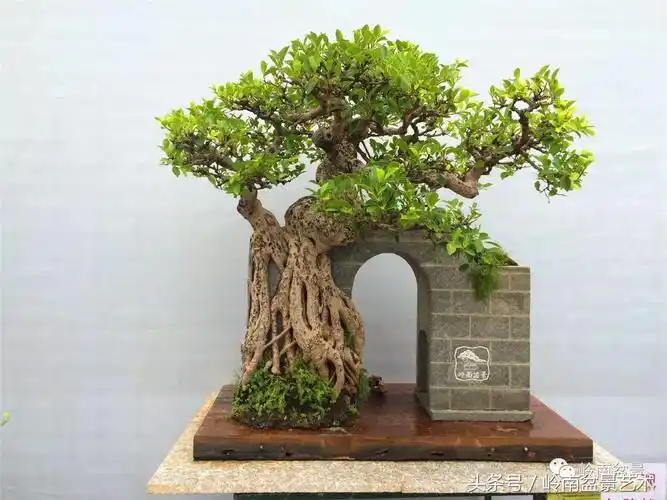 榕树盆景的另类玩法 - 趣味头条