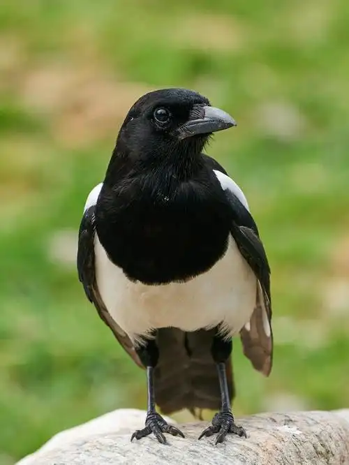 喜鹊报喜:预示好运的到来