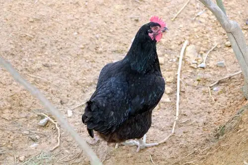 农产品原生态/土鸡/皮蛋/蔬菜/黑鸡/电商农业美食特产