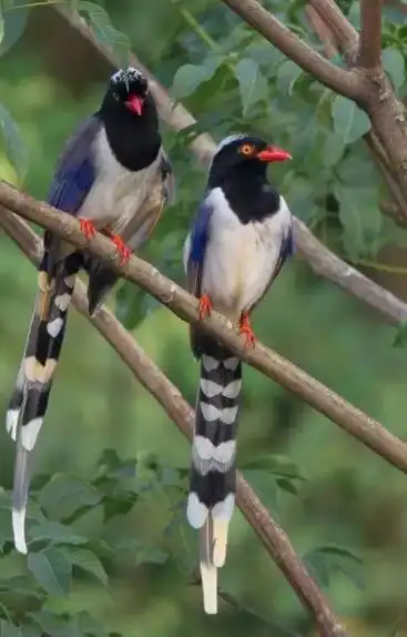 喜鹊图片大全大图00