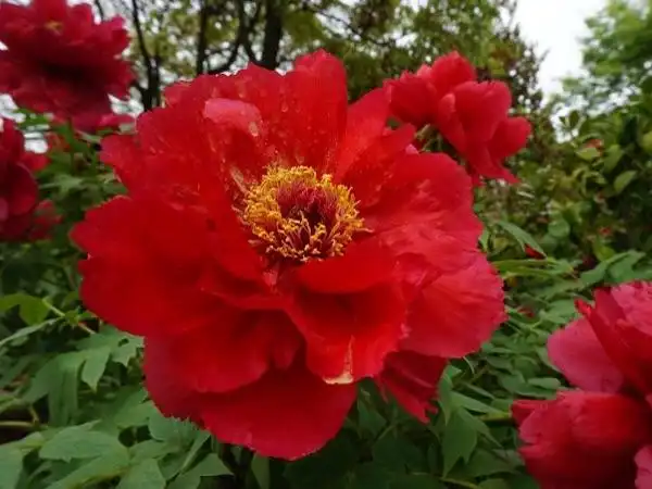 大红牡丹热情奔放,是喜庆吉祥的象征!