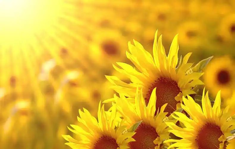 唯美向日葵意境写真