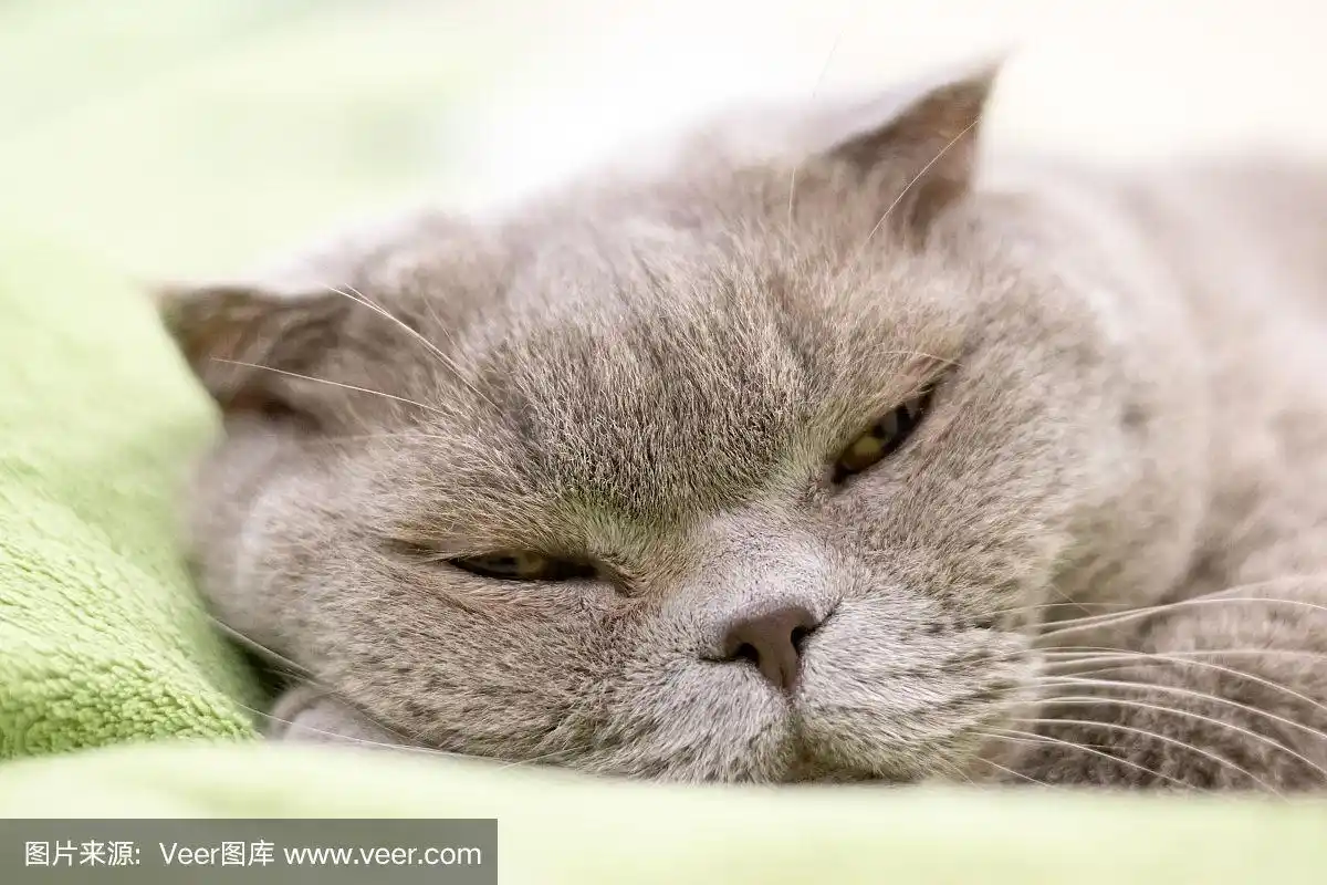 灰色苏格兰折叠猫在绿色格子上打盹,眯着眼睛.有选择性的重点.