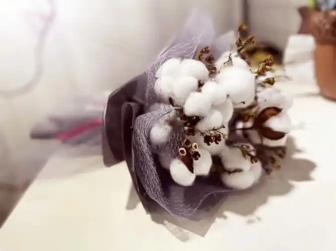 棉花花语:珍惜身边人