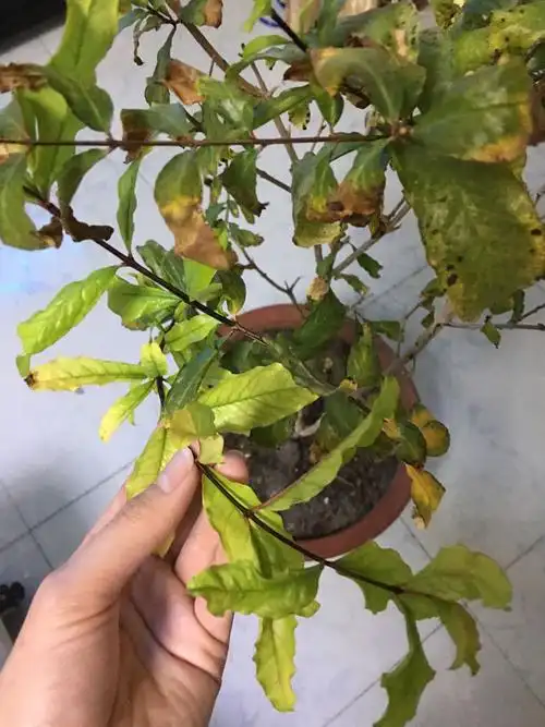 请问石榴叶子干边缘,发黄长小黑点儿,新长的叶子也有些发黄,是怎么了?