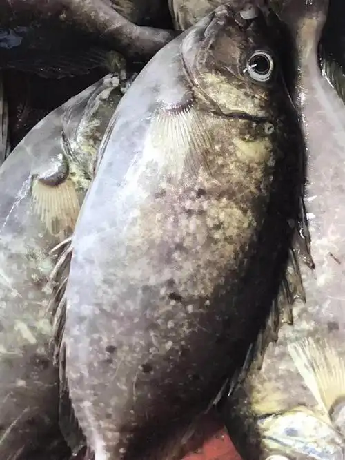 "蛋白高,长得快,条形长,体色美",天马"鑫鱼牌"篮子鱼料效果这么好?