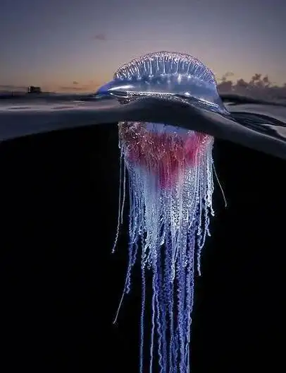 🐠僧帽水母的奇妙世界🌊