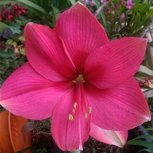 朱顶红粉色惊奇花苗  大花品种种球花卉