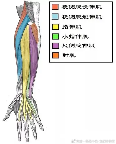37张前臂局部解剖高清图解,收藏必备!