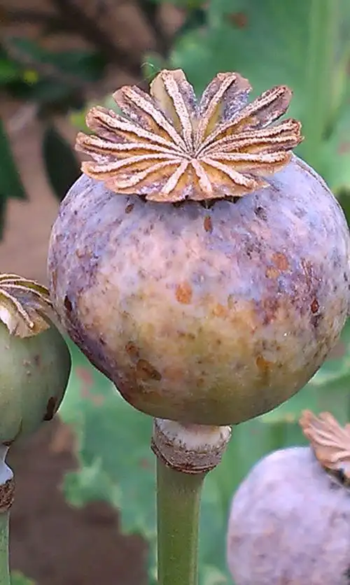 罂粟,罂粟花,她美丽,妖艳………大烟,贩毒,吸毒