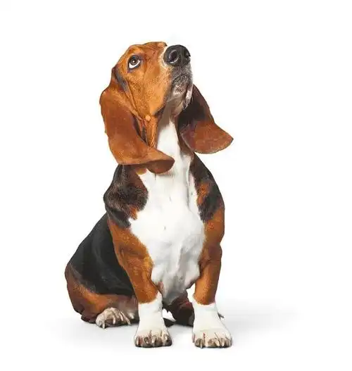 如何给巴吉度猎犬驱虫