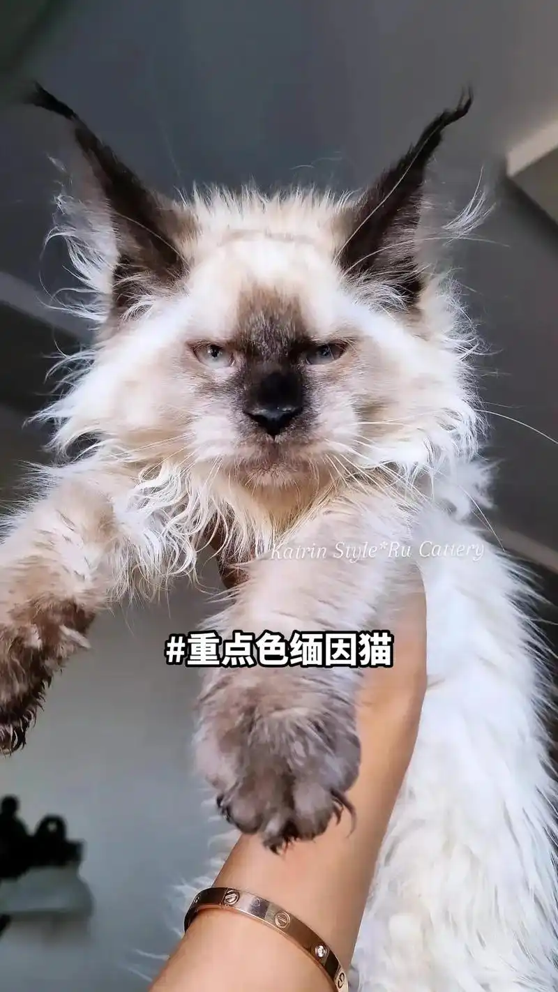重点色缅因猫.#缅因猫 国外新的繁育色系,缅因重点色"仅供欣 - 抖音