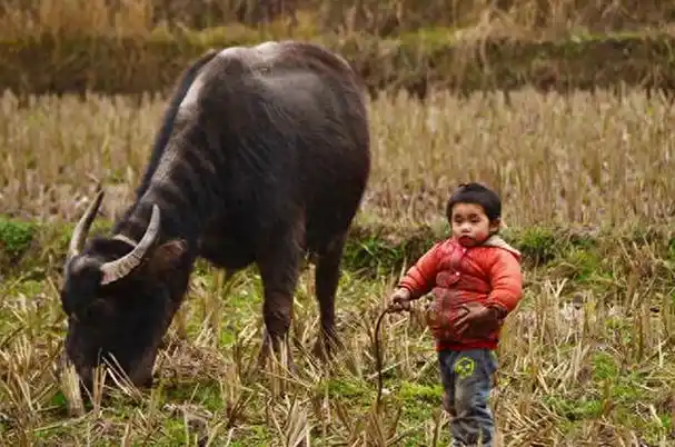 农村娃70后80后们这些场景熟悉吗