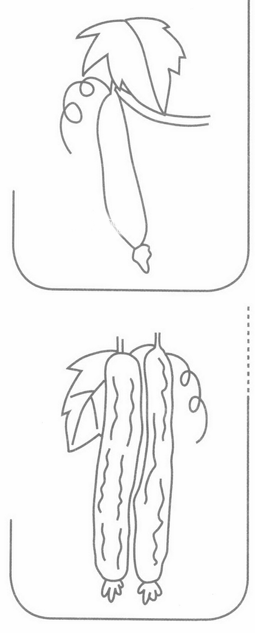 丝瓜 丝瓜简笔画