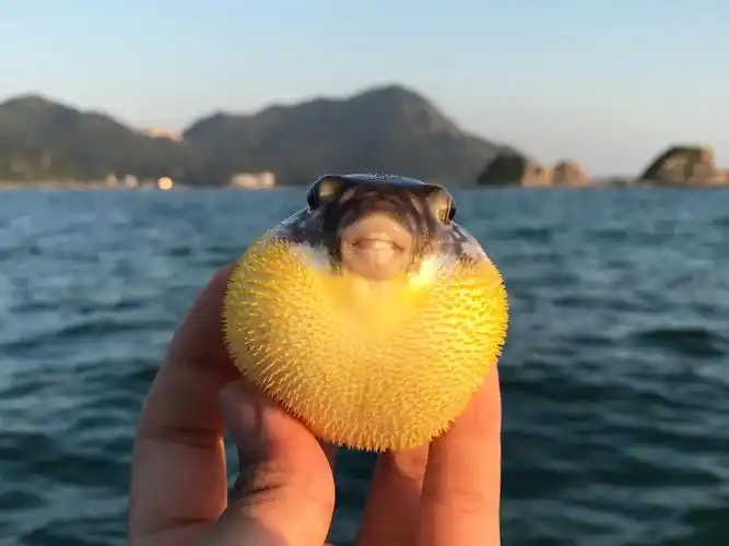 今天解锁了好多新的品种,河豚太可爱青衣太美鱿鱼太大啦!