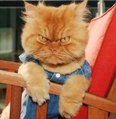 猫咪恨主人的十种表现,有三点说明猫咪已经充满恨意