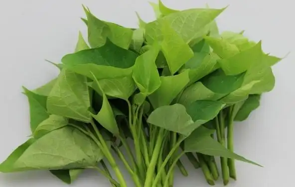 高营养蔬菜——红薯叶