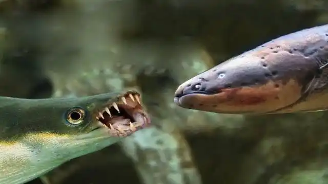 老外把食人鱼群饿了10天,扔进去一条电鳗,这场面电影都拍不出!