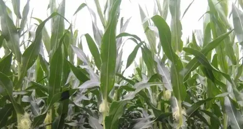 如何做好玉米花粒期管理