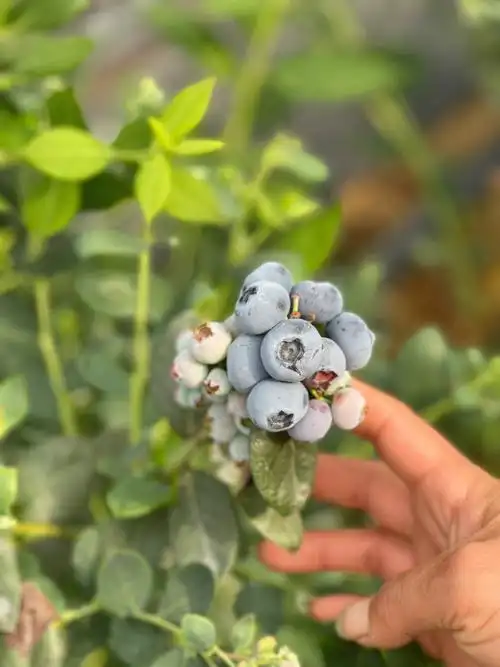 蓝莓08自家种植的大蓝莓批发价格75批发价