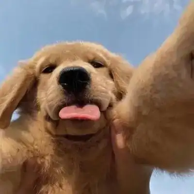 萌宠系列超级可爱的小猫头像最新版