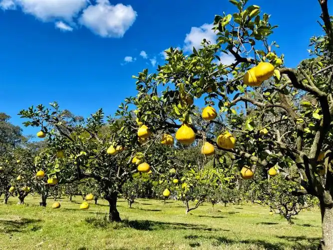 布里斯班柚子园