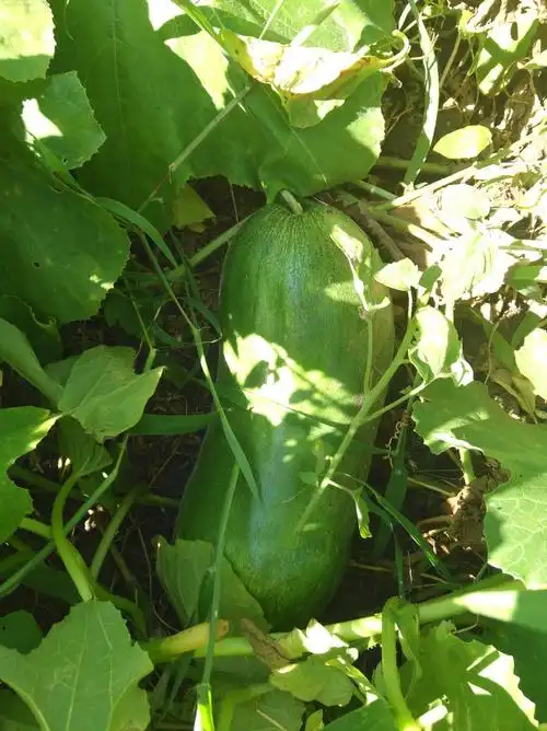 水瓜长这么大啦!一分耕耘一分收获!老妈真捧!