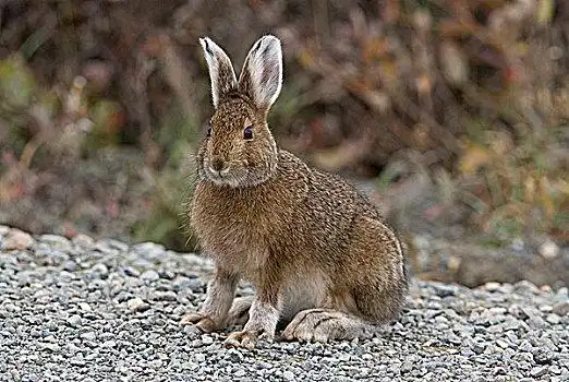 雪兔,外套,阿拉斯加,美国